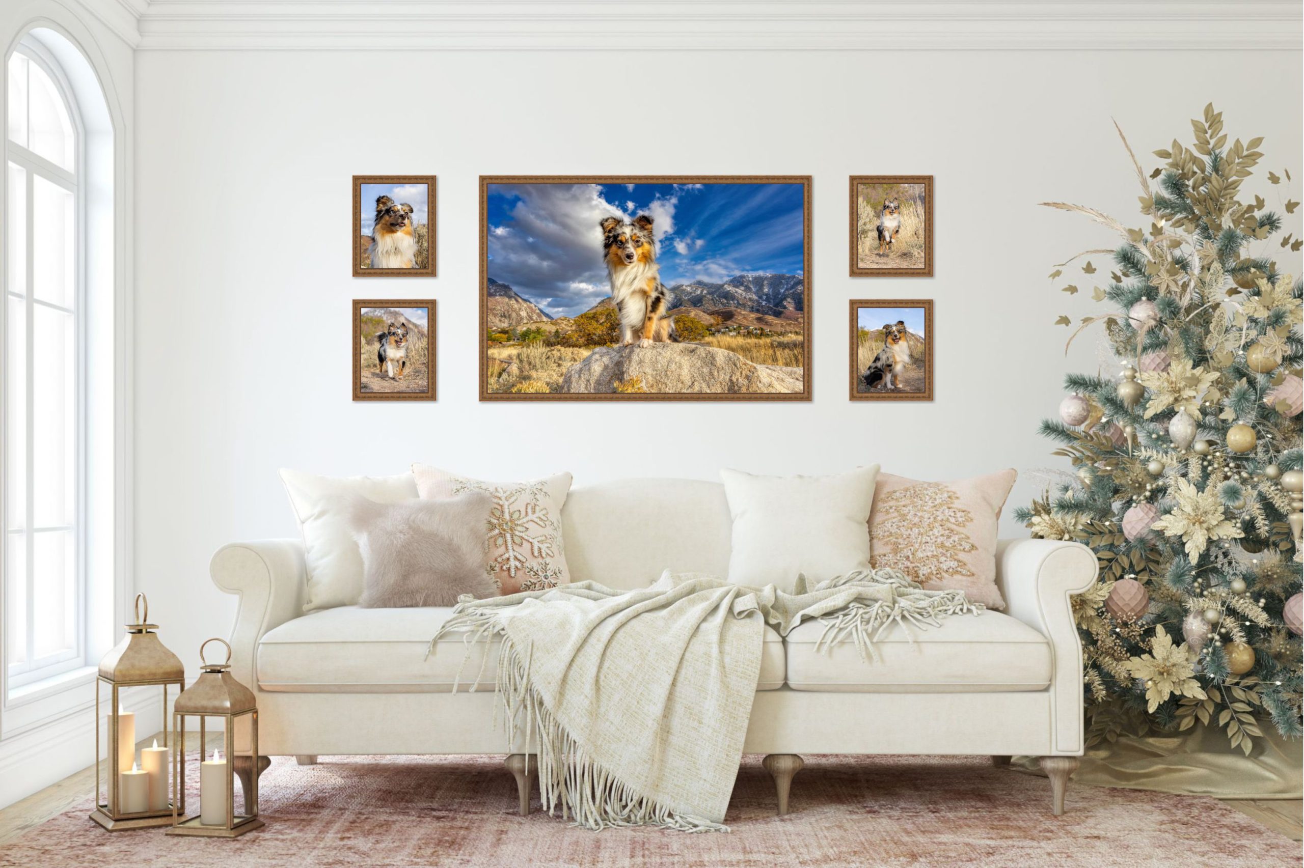 Large portrait and four smaller portraits of Micro Australian Shepherd, Fernando, in ornate gold frames over a white sofa next to a Christmas Tree.