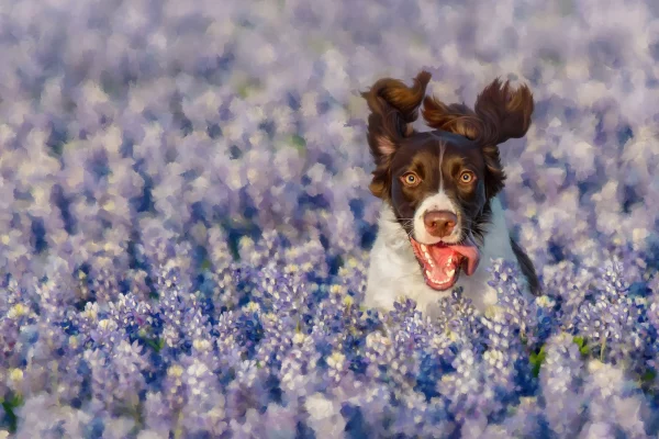Painted canvas of a photograph of a liver and white English Springer Spaniel bouncing through a field of Texas bluebonnets west of Austin, TX