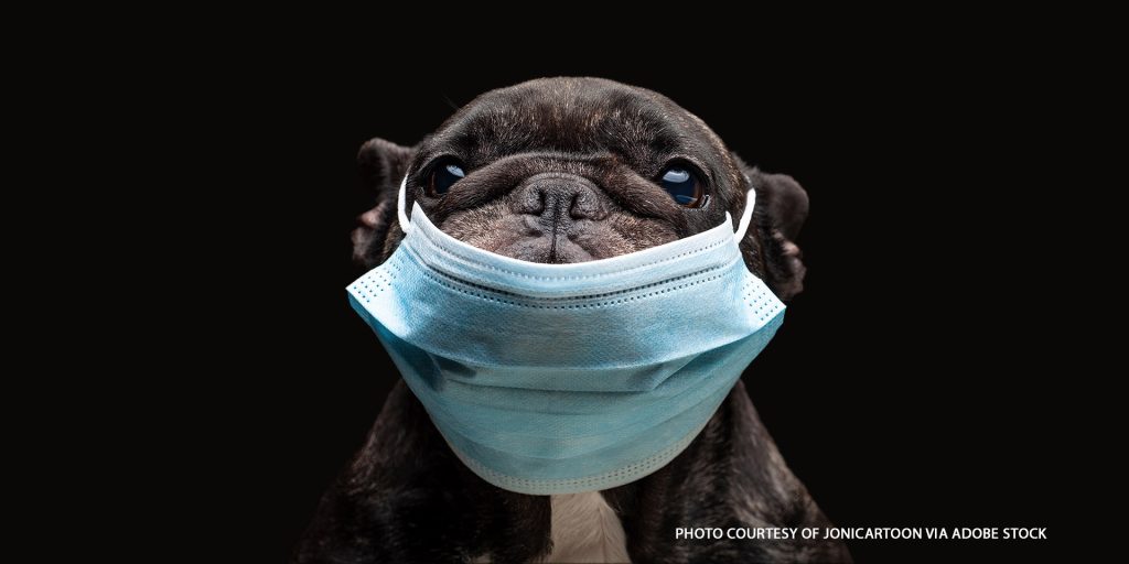 French bulldog puppy wearing a medial face mask - atypical canine infectious respiratory disease complex - atypical kennel cough