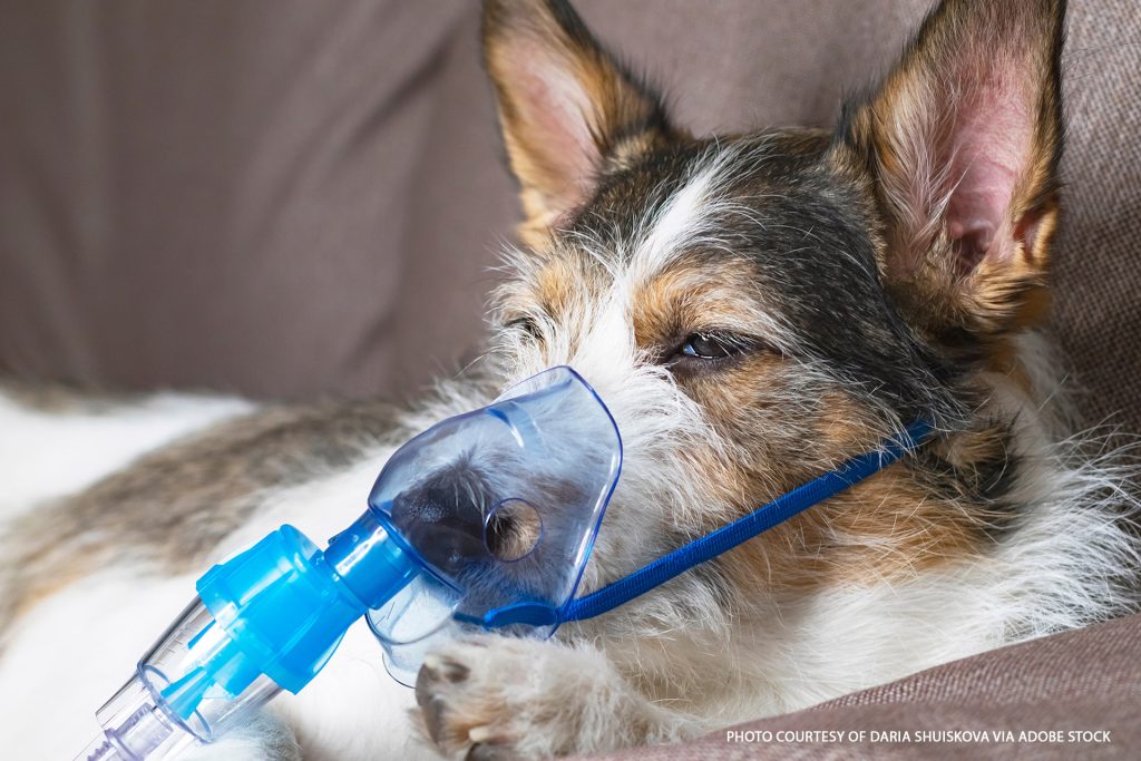 Small dog undergoing oxygen therapy for atypical kennel cough