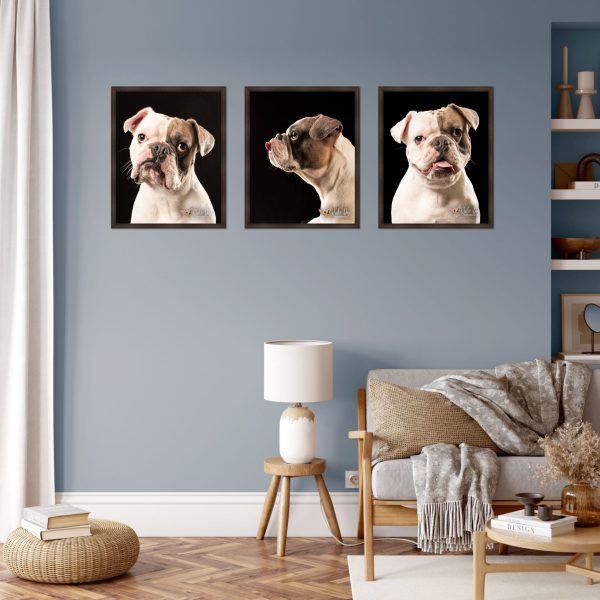Three framed portraits of Free-lance Bulldog, Watson, on a blue living room wall