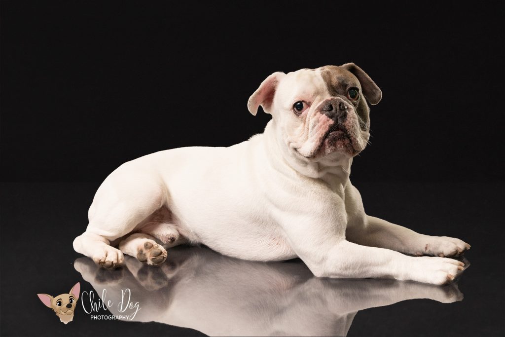 A low-key portrait of Watson, an English Bulldog French Bulldog mix laying on a reflective floor.