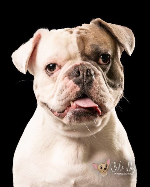 Low-key dog portrait of a smiling Watson, a English Bulldog French Bulldog mix