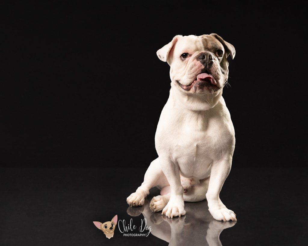 A low-key portrait of Watson, an English Bulldog French Bulldog mix sitting on a reflective floor.