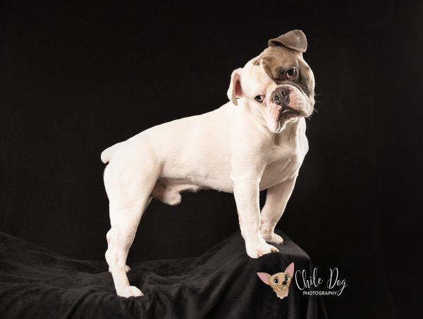Low-key portrait of Watson, an Olde English Bulldog French Bulldog mix standing on a black bench with his head tilted.