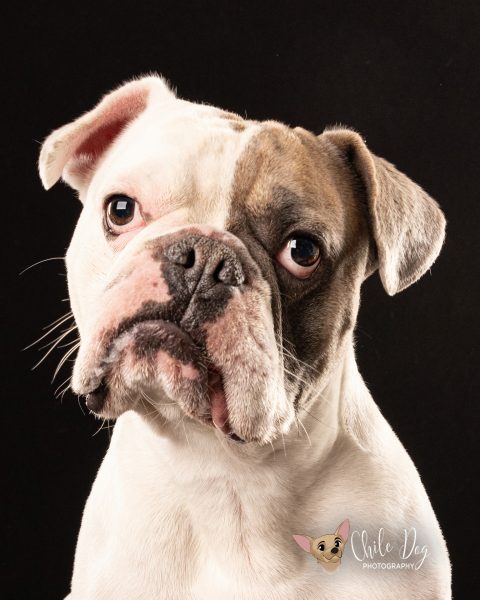 Low-key dog portrait of Watson, a English Bulldog French Bulldog mix