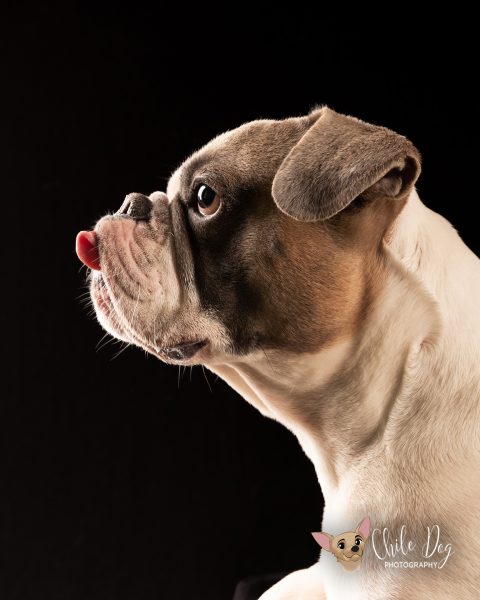 Low-key profile portrait of Watson a Frenglish Bulldog with his tongue sticking out.