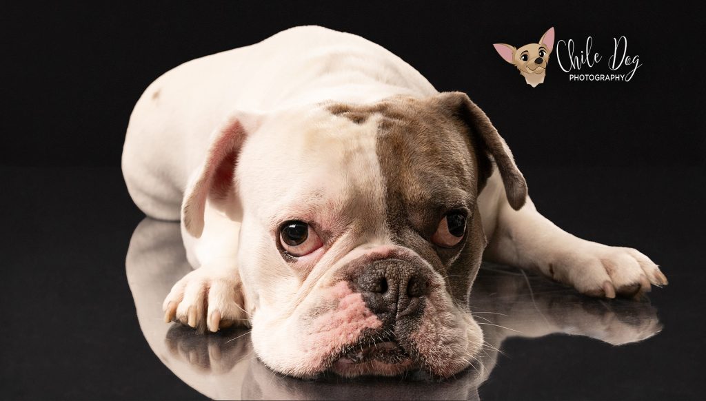 A low-key portrait of Watson, a pouting English Bulldog French Bulldog mix laying on a reflective floor.