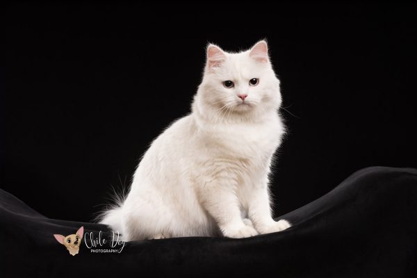 Black background portrait of a white Siberian Forest Cat
