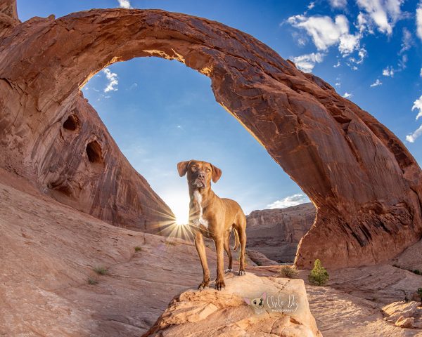 Portrait of Guinness, a Pointer Mix, in front of Corona Arch, Moab, Utah at sunrise.