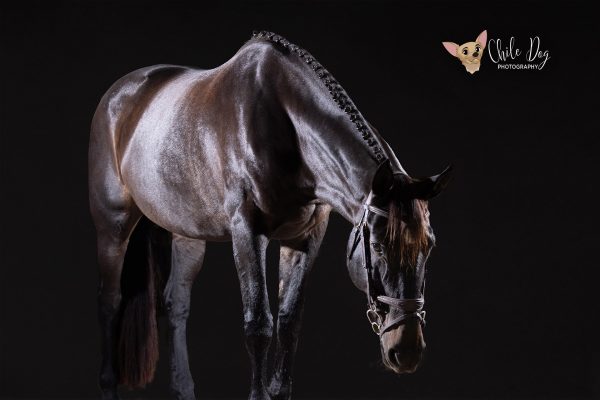 Fine art black background portrait of a black hunter jumper horse from the side with the horse's head down