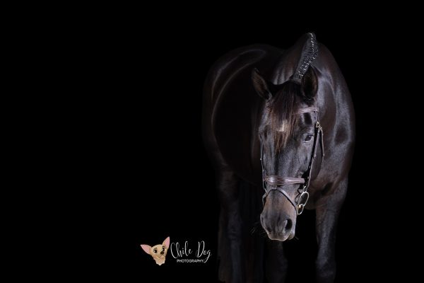 Black background portrait of a black hunter jumper horse with its head slightly down and straight on to the camera