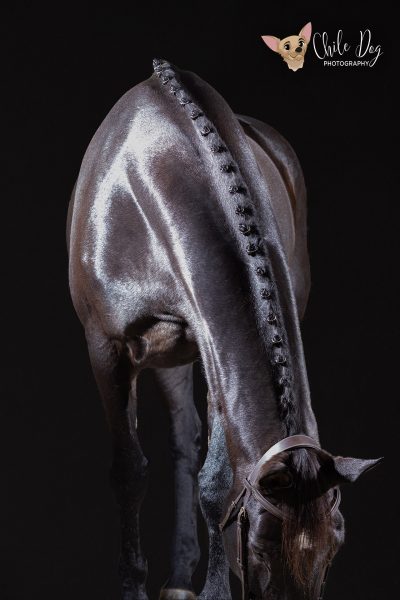 Vertical black background portrait of a black hunter jumper horse showing braided mane details