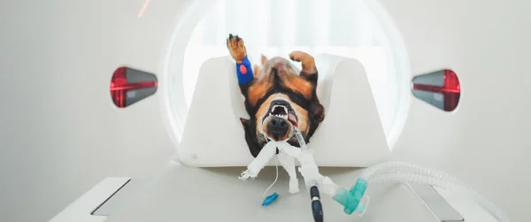 Anesthetized dachshund in a CT scanner. Courtesy of Adobe Stock