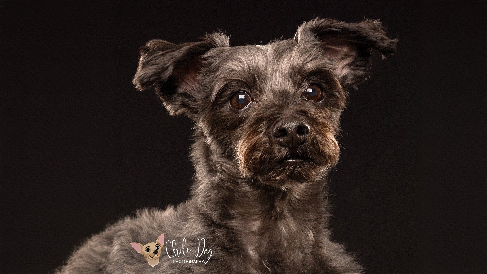 A low-key headshot of Romeo, a dark gray Yorkie Poo with red in his beard a black background.