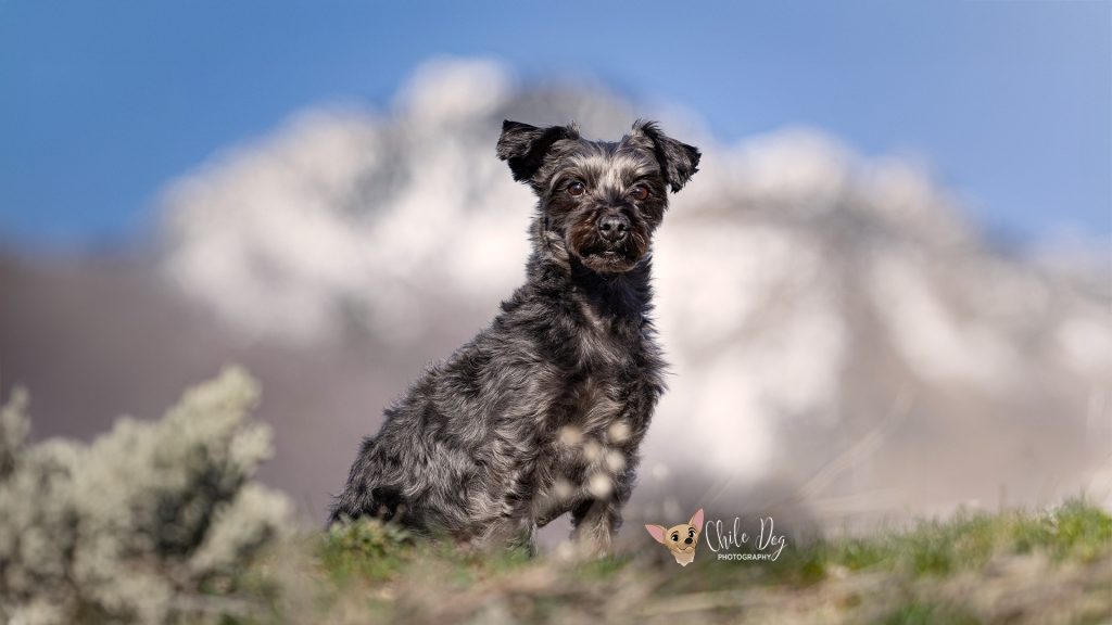 Environmental portrait of Romeo the Yorkipoo in front of the Wasatch Front at Dimple Dell Regional Park with the mountains blurred by using an aperture of f2.8.