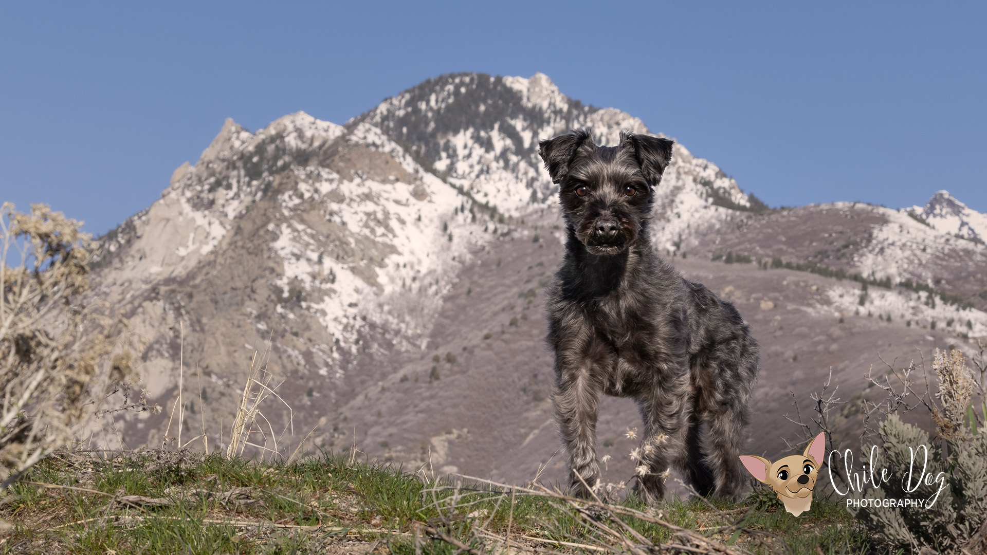 Environmental portrait of Romeo the Yorkipoo's big personality in front of the Wasatch Front at Dimple Dell Regional Park with the mountains kept fairly sharp by using an aperture of f16.