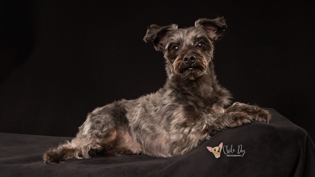 A low-key portrait of Romeo, a dark gray Yorkipoo with red in his beard looking particularly regal on a black bench with a black background.