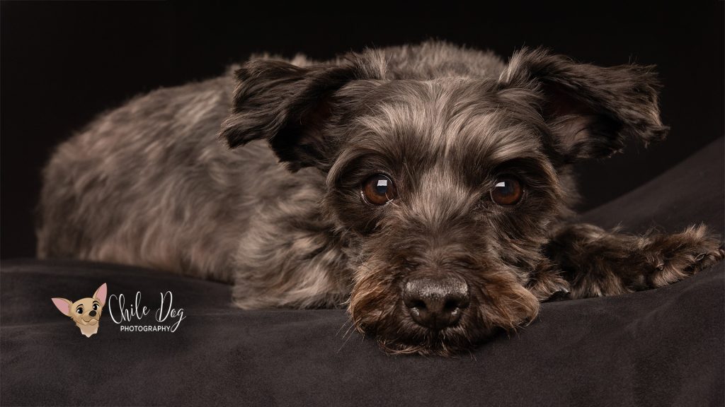 A sweet portrait of Romeo, a dark gray Yorkipoo with red in his beard with his head down on a black bench with a black background.