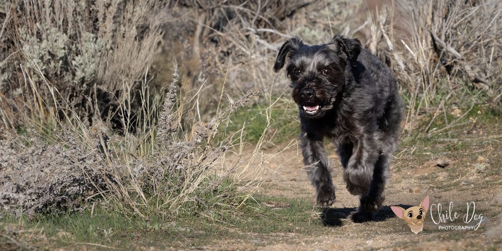 An action shot of Romeo, a dark gray Yorkipoo running on a trail at Dimple Dell Regional Park, Sandy, Utah.