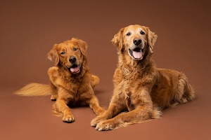 Chile Dog Photography place picture